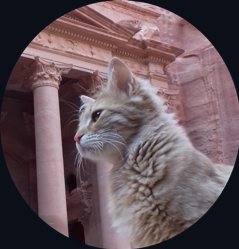 ヨルダン・ペトラ遺跡の野良猫